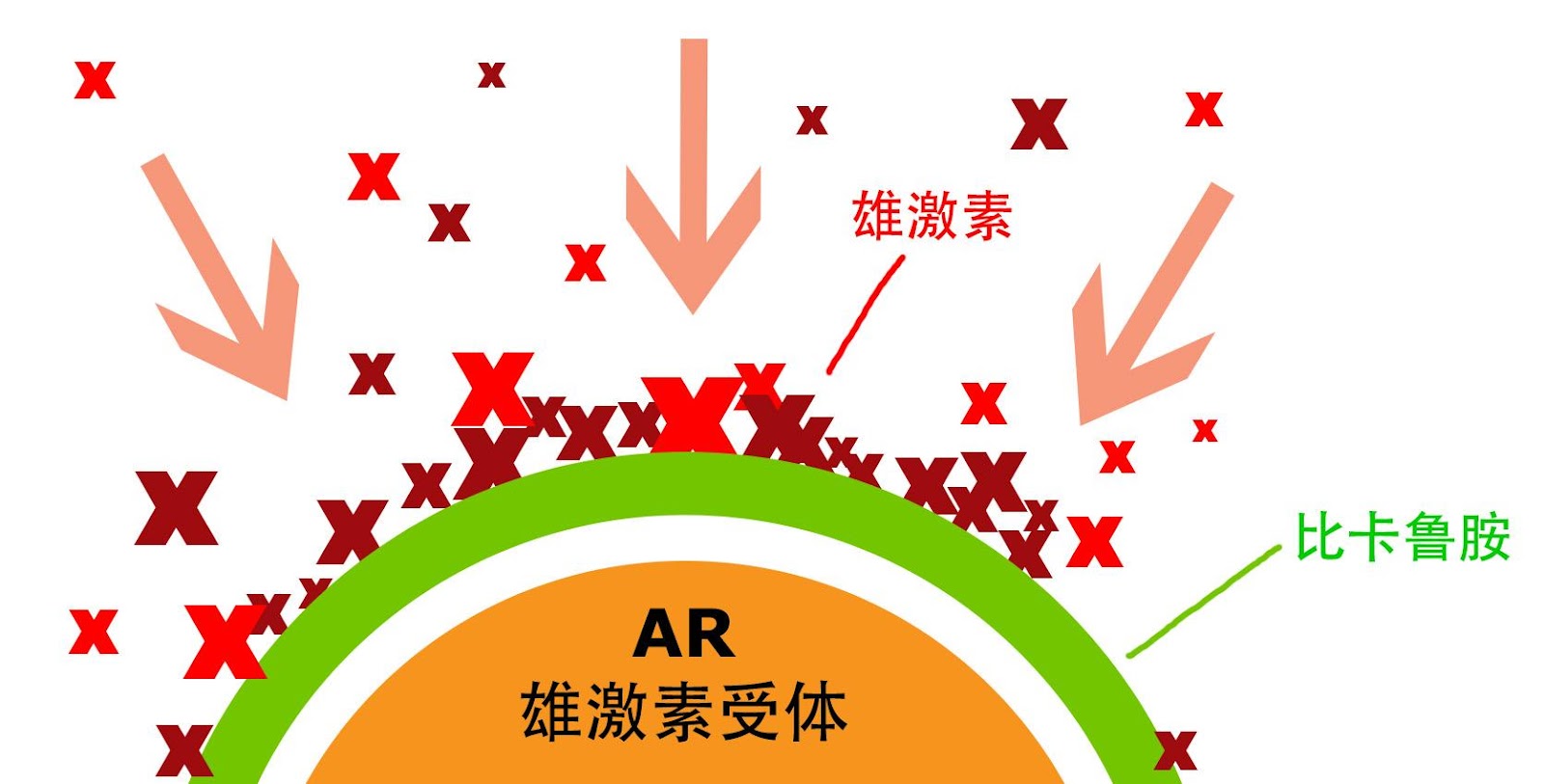 比卡鲁胺抗雄机理